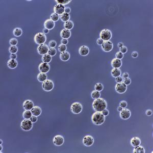 Buy cheap Fe3O4 Magnetic Agarose Beads For Protein Purification 20% Volume Ratio 50 mL product