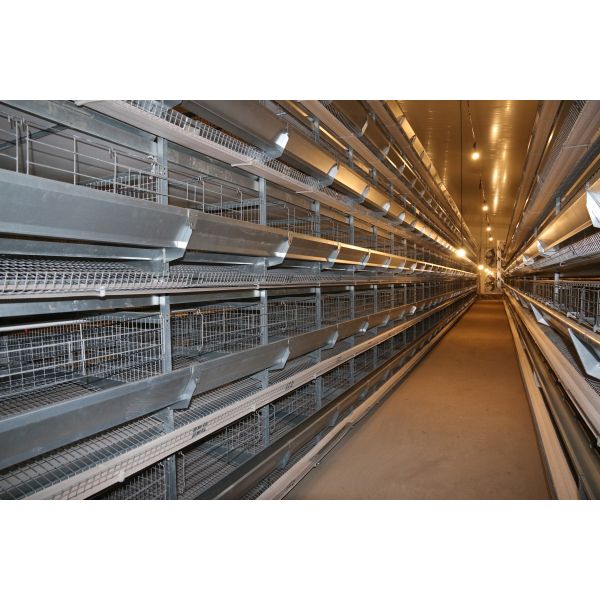 Standardized Functional Breeding Space Modern Chicken Houses