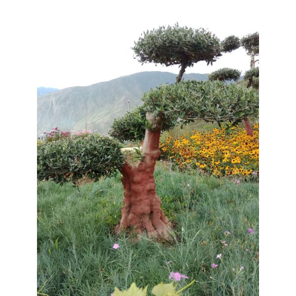 Large Artificial Plastic Olive Tree For Outdoor Decoration Eco - Friendly