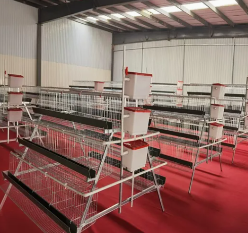 Turnkey Layer Cage Systems with High-Density Efficiency Superior Automation Integration and Optimized Natural Ventilation