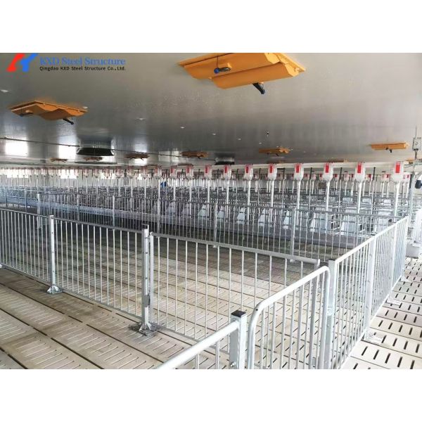 Customized Piggery Shed Steel Structure Animal Husbandry Green House