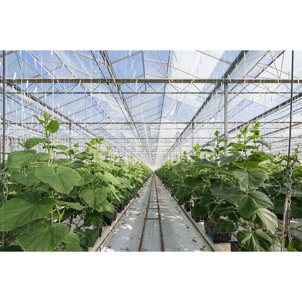 Interlight Greenhouse LED Grow Light For High Wire Crops Boost Yield