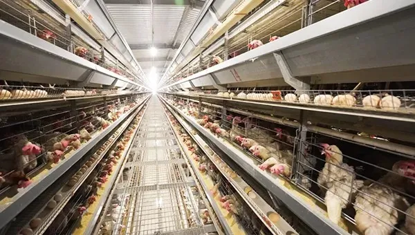 Automatic H Type Battery Layer Chicken Cage System with Fully Automatic Operation, Hot-Dip Galvanized Steel, and H-Type Layered Design for Poultry