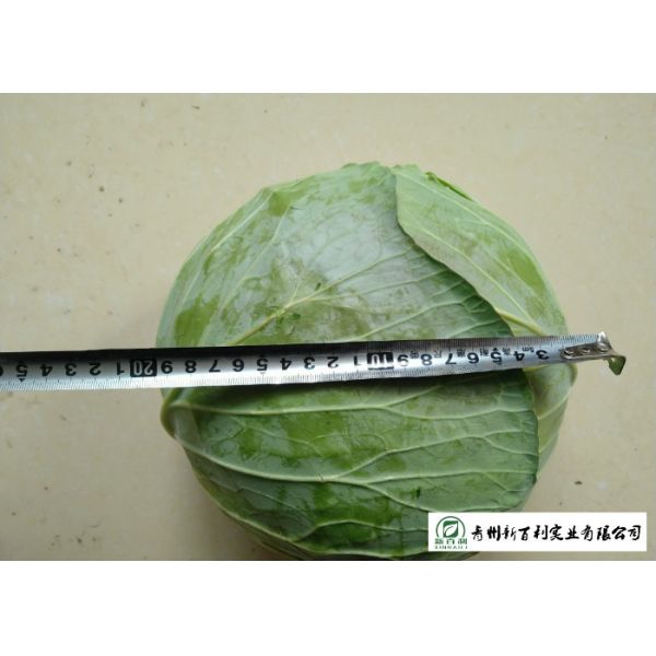 Affordable Raw Cabbage , Folic Acid And Potassium Cabbage Family Vegetables