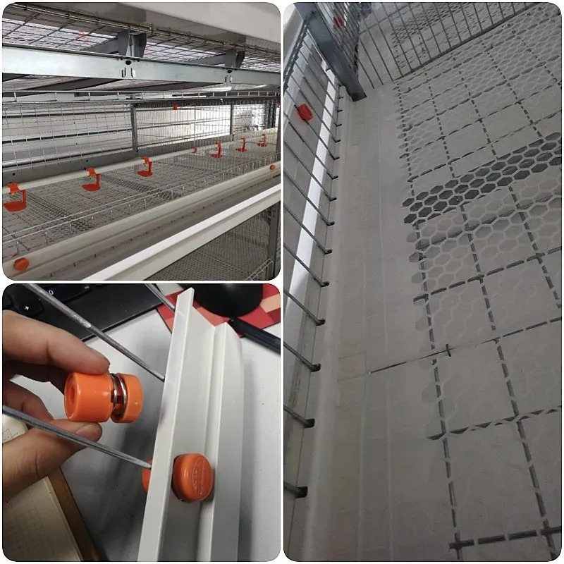 Hot-Dip Galvanized Battery Chicken Cage with Automatic Feeding System and Customizable Dimensions