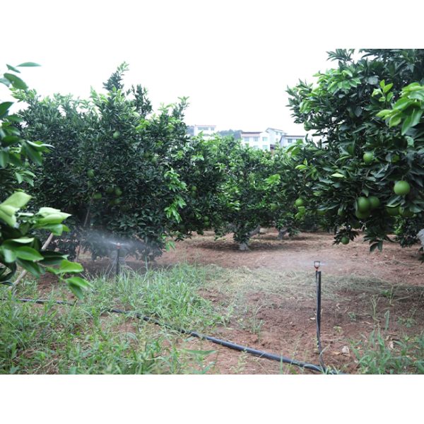 High Phosphorus NPK Compound Fertilizer Root Strength Early Growth Boost