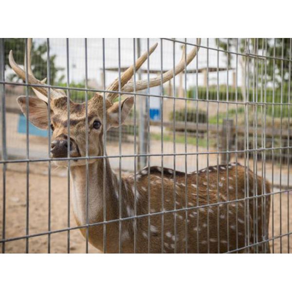 Stainless Steel Zoo Mesh BWG 14-16 13-100mm Opening