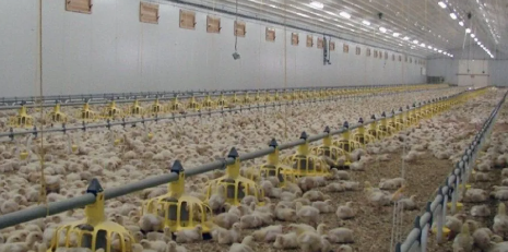 High Space Utilization Mold-Proof Prefabricated Steel Structure Chicken Coop