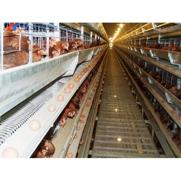 Steel Structure Poultry Shed for Broilers and Layers