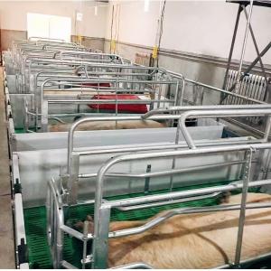 China 1500 Sows Pig Farm Project Equipment Maternity Cage For Sow on sale