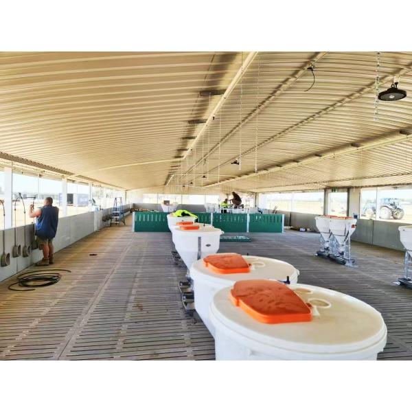 Customized Piggery Shed Steel Structure Animal Husbandry Green House