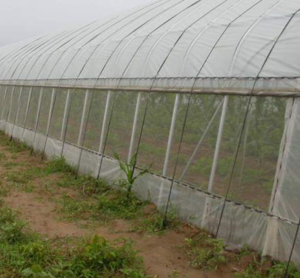 UV Resistant Insect Mesh Various Mesh Count Custom Size Roll for Fruit Tree Anti Bird Cover
