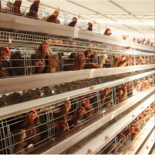 Custom Large Cascaded Layer Cage with Automatic Egg Collection and Galvanized Steel Construction in Customizable Tiers