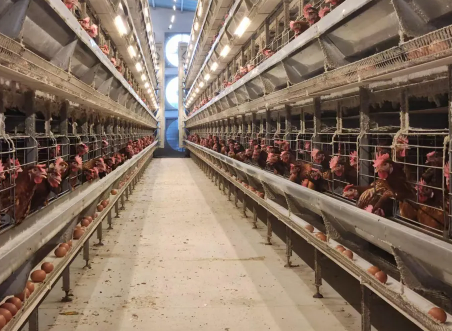 Hot-Dip Galvanized H Type Layer Cage with Modular Structure for 3rd to 8th Floor Poultry House
