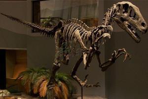 Buy cheap Artificial Simulation Complete Dinosaur Fossil Model Customization Support product