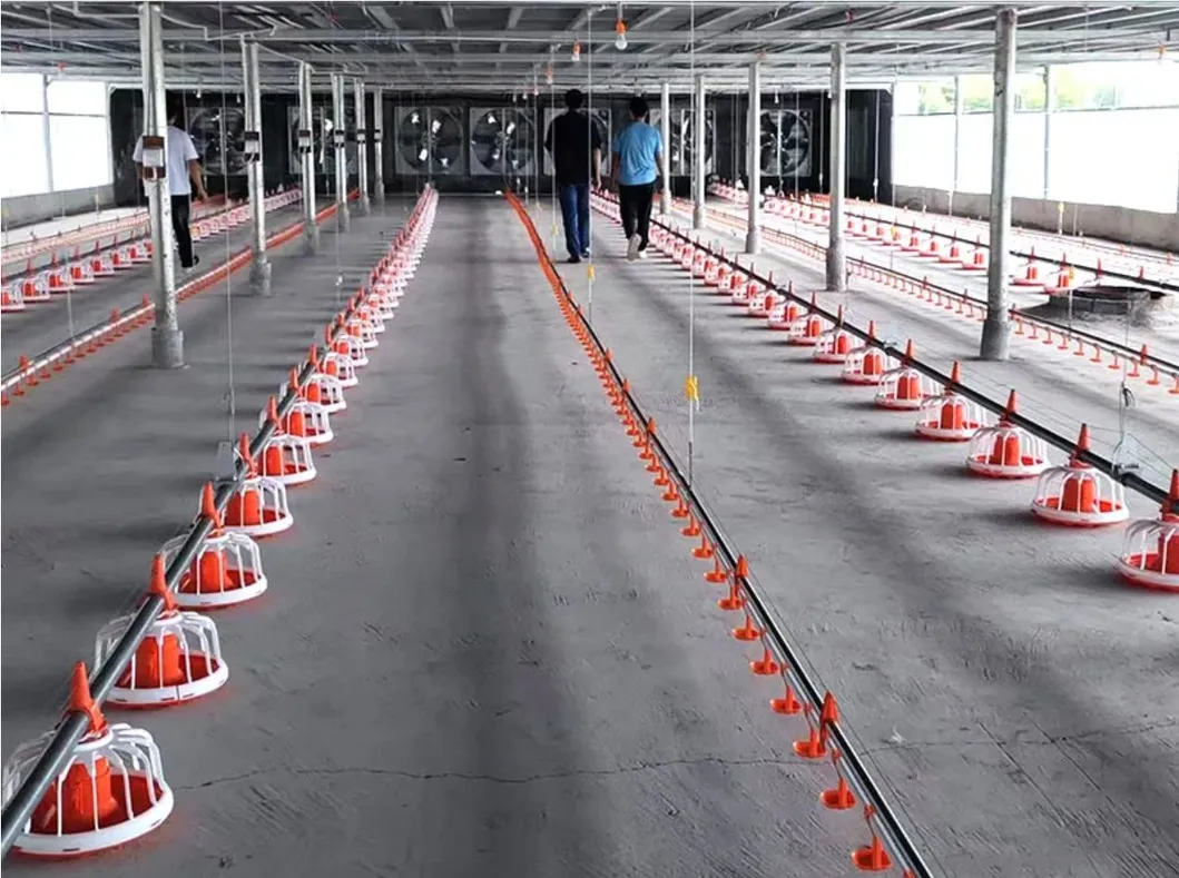 Fully Automatic Poultry Feeding System with Corrosion Resistant High Efficiency Chicken House Feeding Equipment