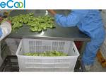 Multi Function Vegetables Processing Cold Storage For Freezing Dry Product Line