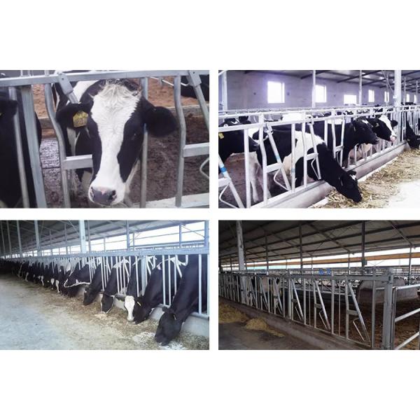 Livestock Farming Cow Headlock High Tensile Tubing 12 Ga 36" Panel High