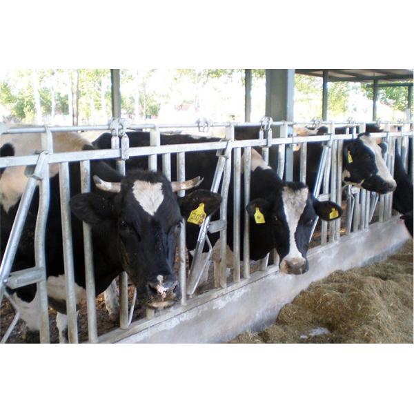 Livestock Farming Cow Headlock High Tensile Tubing 12 Ga 36" Panel High