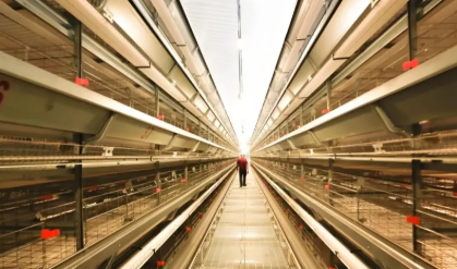 Low Maintenance Cost Prefabricated Steel Structure Poultry House with Suitable Temperature Control