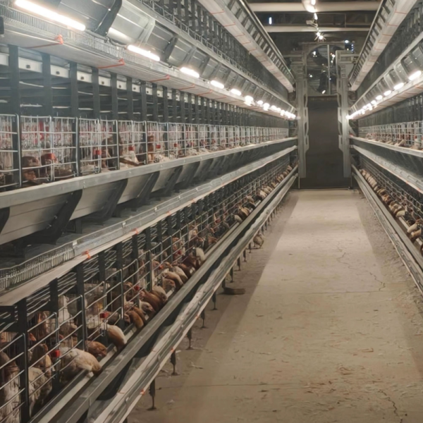 Automatic Layer Chicken Cage System with Hot-Dip Galvanized Steel Multi-Tier Manure Removal and Automated Feeding