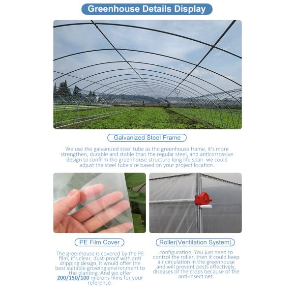 Hydroponic Growing System Single-Span Tunnel Plastic Film Greenhouse Agricultural