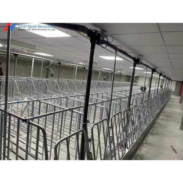 Customized Piggery Shed Steel Structure Animal Husbandry Green House