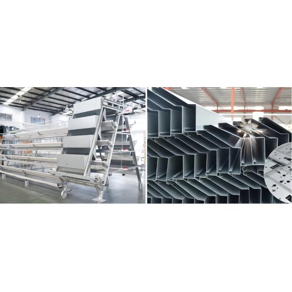Modern Steel Poultry House Chicken Egg Collection System For Laying Hen