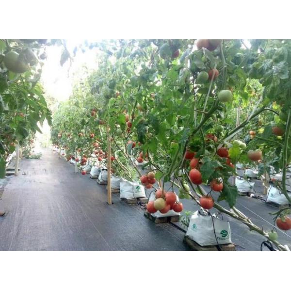 Durable Large Size Commercial Hydroponic Greenhouse With Soilless Cultivation