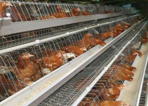 China Galvanized Battery Chicken Layer Cage , Poultry Farming Equipment on sale