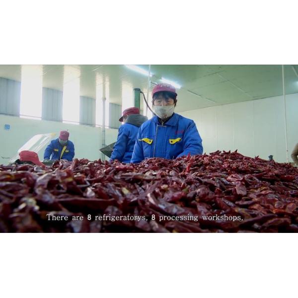 Coarse Crushed Chilli Peppers Anhydrous Red Chile Flakes STST