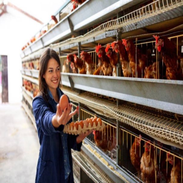 Labor-Saving Integrated Poultry House with Automated Feeding System, Forced Ventilation, and High Energy Efficiency