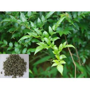 Buy cheap Vine Tea Extract, Dihydromyricetin 98%, Ampelopsin, CAS No.: 27200-12-0, from wholesalers