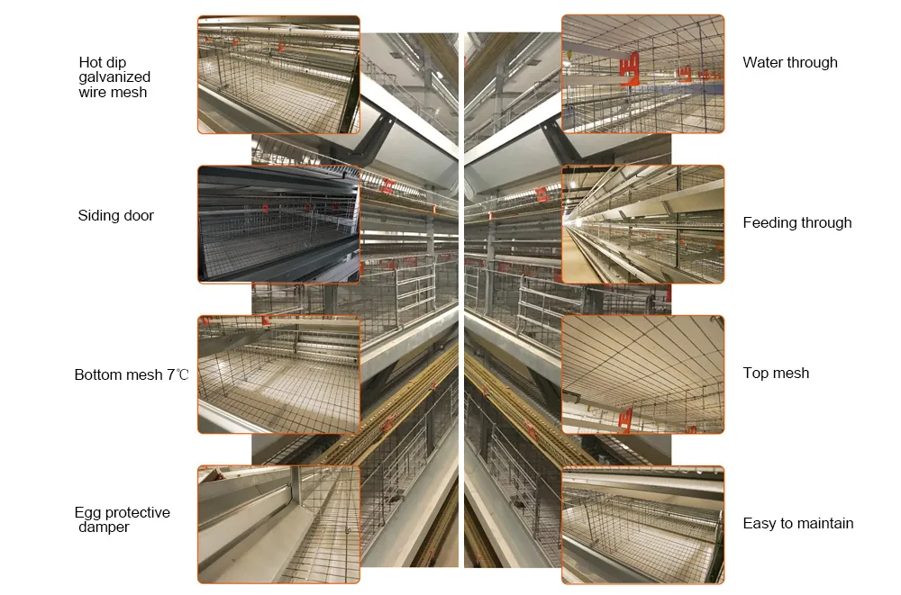 Automatic H Type Battery Layer Chicken Cage System with Fully Automatic Operation, Hot-Dip Galvanized Steel, and H-Type Layered Design for Poultry