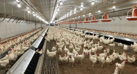 High Space Utilization Mold-Proof Prefabricated Steel Structure Chicken Coop
