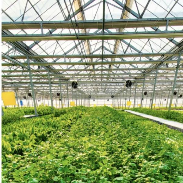 Customized Request for Drip Irrigation Glass Greenhouse Commercial Greenhouse Setup