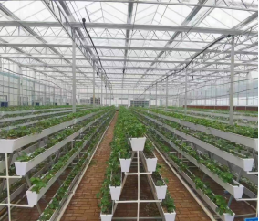 Agricultural Multispan Venlo Greenhouse Complete Hydroponic Nft Greenhouse
