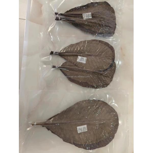 Wholesale Natural Sushi Fresh Bamboo Leaf Leaves