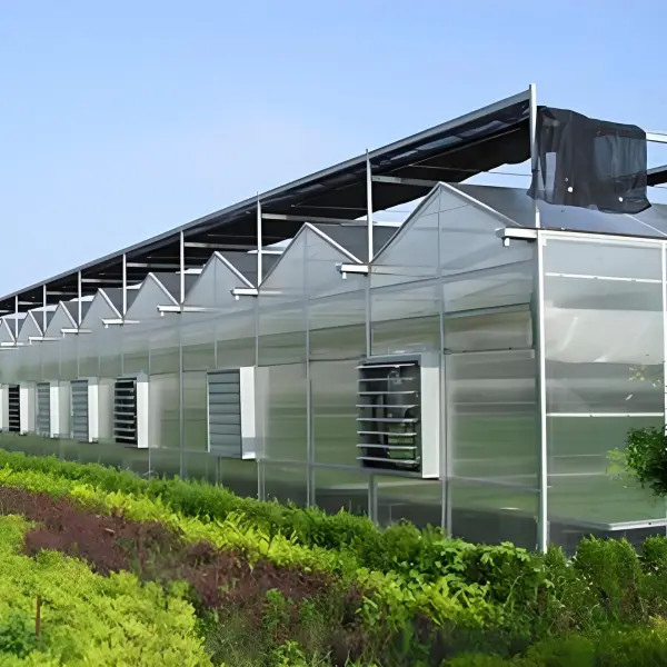Lightweight Polycarbonate Venlo Greenhouse for Hydroponic Petunia Cultivation