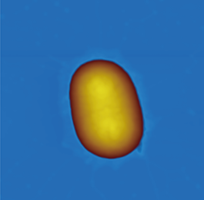 Multifunctional Atomic Force Microscope