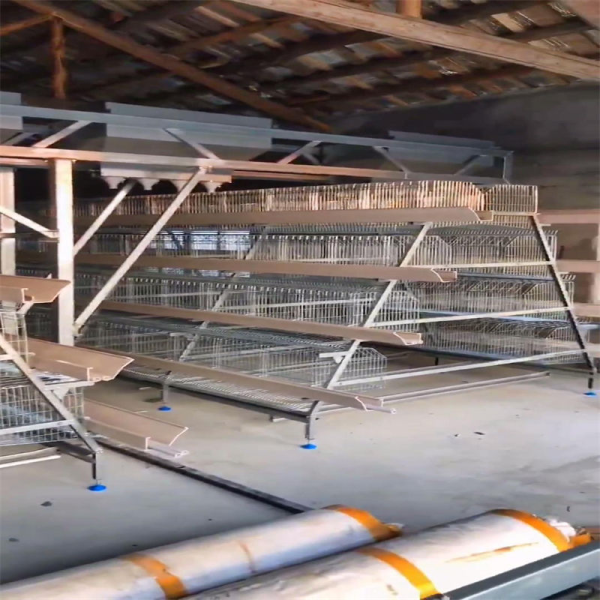 Turnkey Layer Cage Systems with High-Density Efficiency Superior Automation Integration and Optimized Natural Ventilation