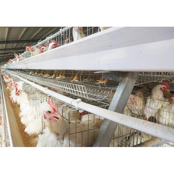 Poultry cage A Frame Male And Female Seperate Breeder Cage