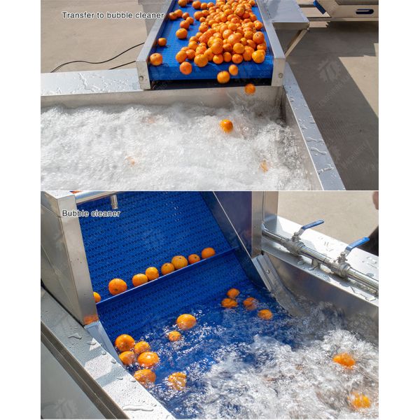 1500KG/H Fruit And Vegetable Processing Line cleaning Sorting Machine
