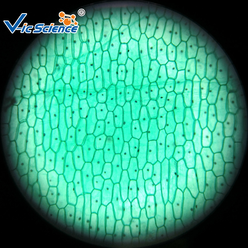Buy cheap Reliable Biological Microscope Glass Slides Lab 25pcs Premade Microscope Slides product
