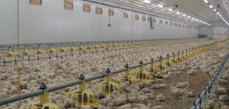 Low Maintenance Cost Prefabricated Steel Structure Poultry House with Suitable Temperature Control