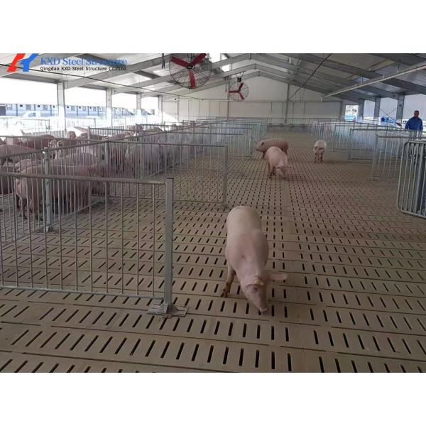 Customized Piggery Shed Steel Structure Animal Husbandry Green House