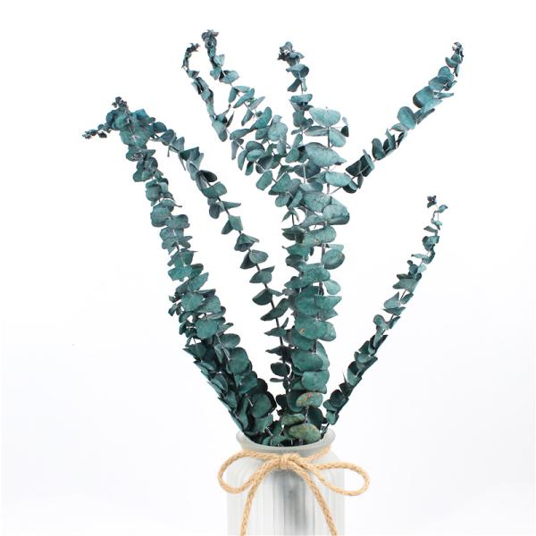 Artificial Dried Eucalyptus Plant , Preserved Silver Dollar Eucalyptus