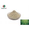 Healthy Organic Wheat Gluten Powder , Original Wheat Gluten Concentrate for sale