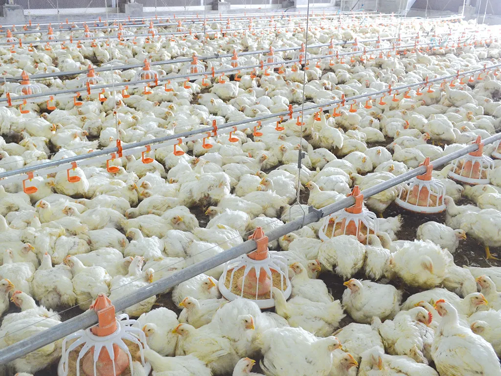 Fully Automatic Poultry Feeding System with Corrosion Resistant High Efficiency Chicken House Feeding Equipment