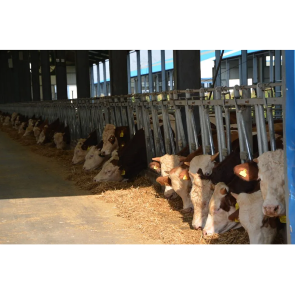 Customizable Earthquake Resistant Corrosion Resistant Quick Assembly Steel Structure Poultry House for Livestock Farming